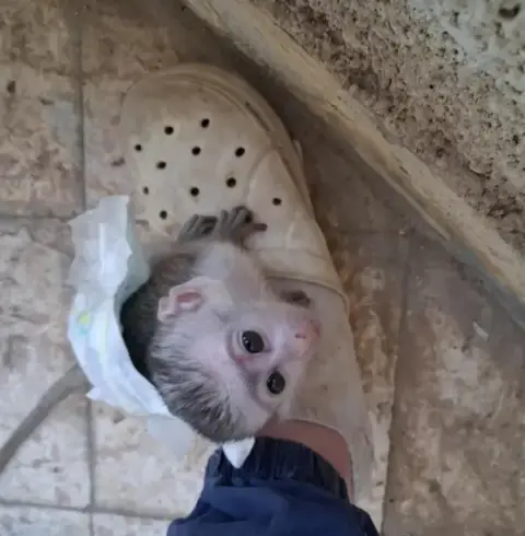 نسناس