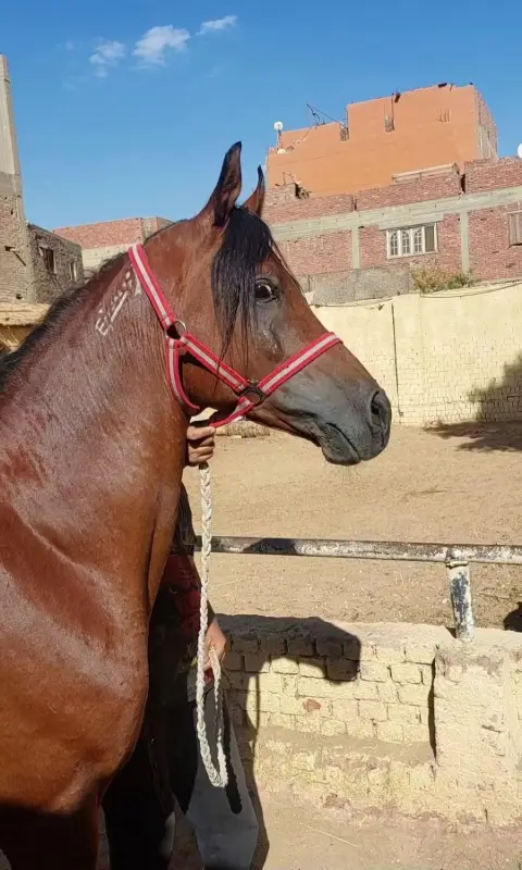 حصان عربي بالشهادة