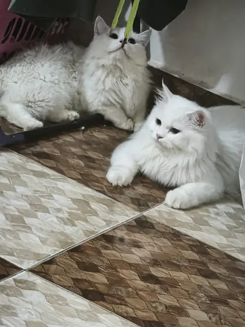قط شيرازي