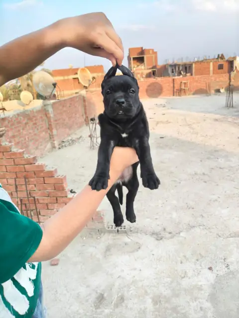 جراوي كين كورسو
