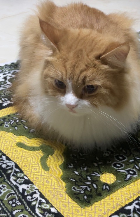 بنتين عمر سنه وسنتين