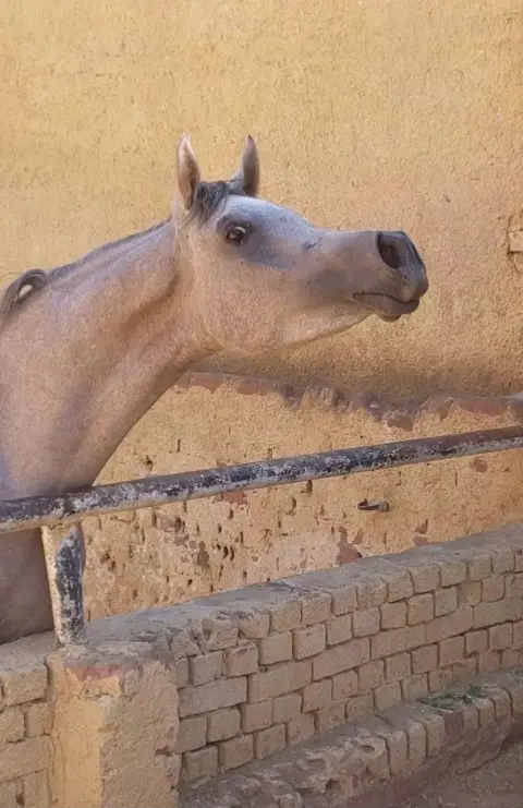 مهر عربي