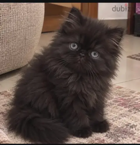 ذكر شيرازي